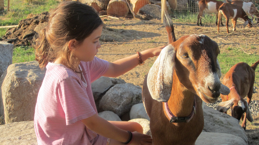 petting goat